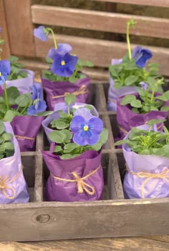 Give a Gift of Growth and New Beginnings. Small Pots of Flowers for Bridal Shower Favors Wrapped in Purple Paper and Tied with a String.