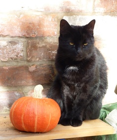 Fun Halloween Facts About Black Cats