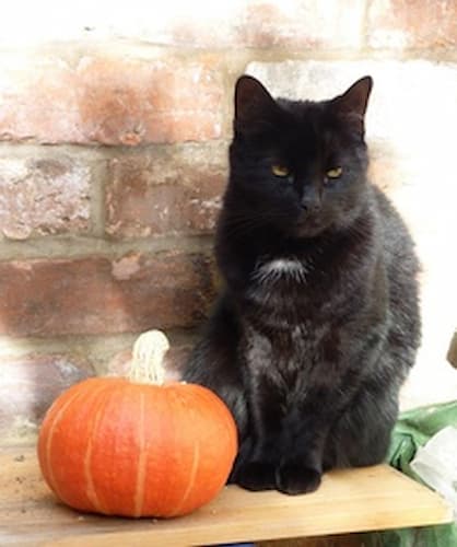 Fun Halloween Facts About Black Cats