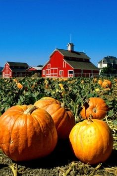 Halloween Pumpkin Fun Facts