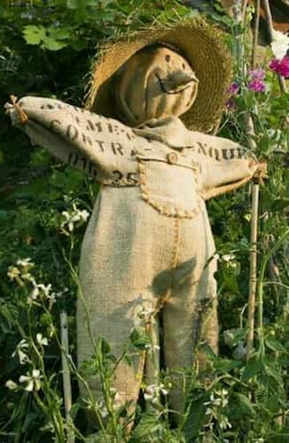 Halloween Scarecrow