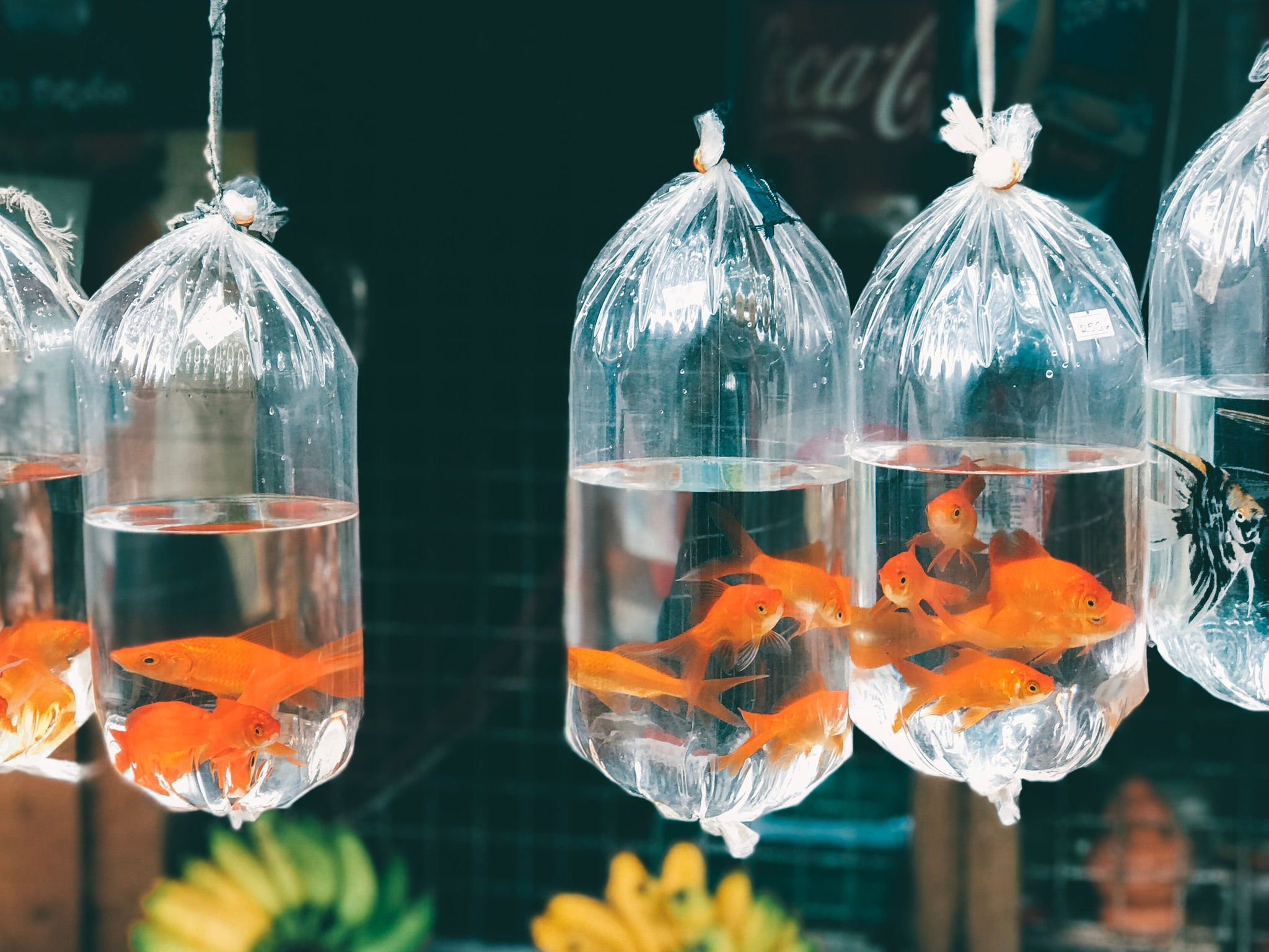 first birthday fish party favors