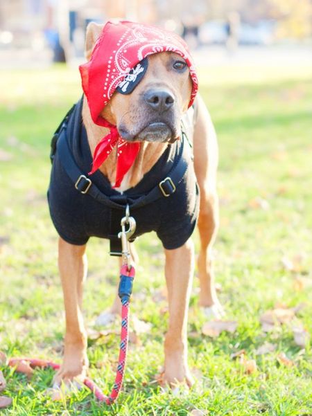 Pirate Halloween Costumes For Dog