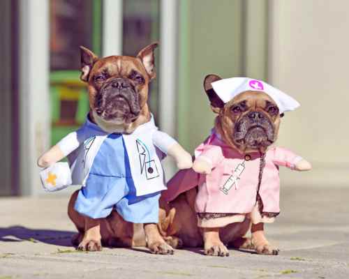 Dogs in Halloween Doctor and Nurse Costumes Dogs in Halloween Doctor and Nurse Costumes