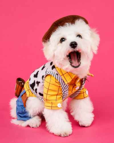 Dog in Woody Halloween Costume Dog in Woody Halloween Costume