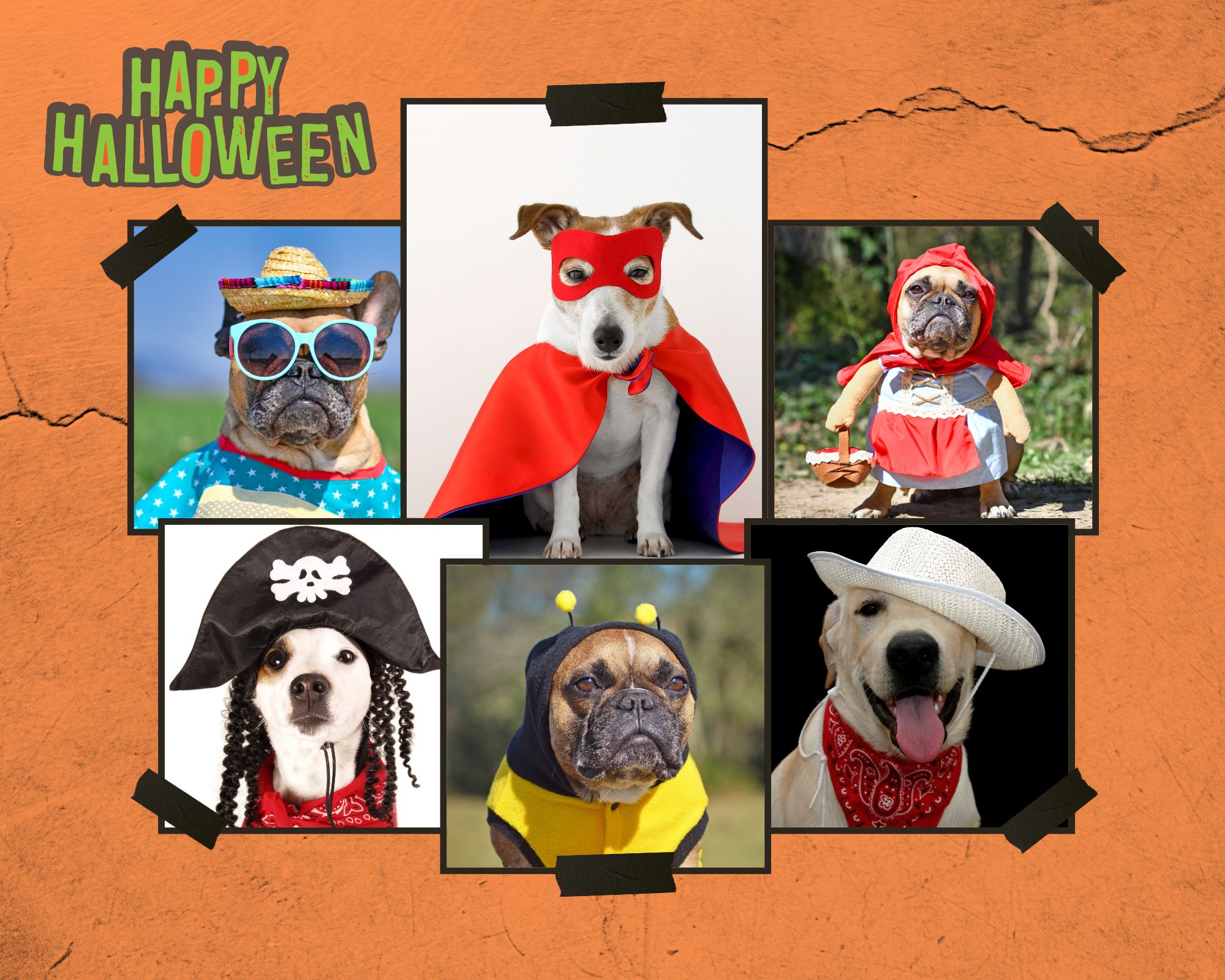 Halloween Fun Dog Costumes