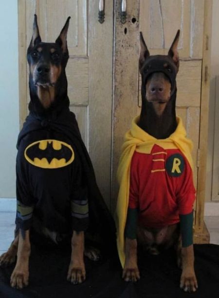 Batman And Robin Halloween Costumes For Dog
