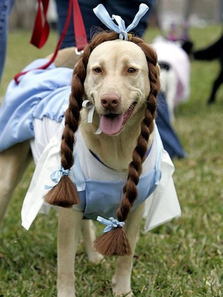 Wizard of Oz Halloween Costumes For Dog