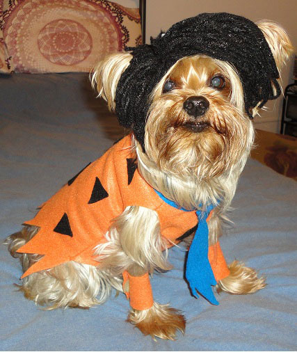 Fred Flintstone Halloween Costumes For Dog