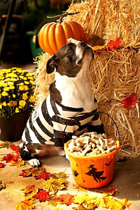 Jailbird Halloween Costumes For Dog