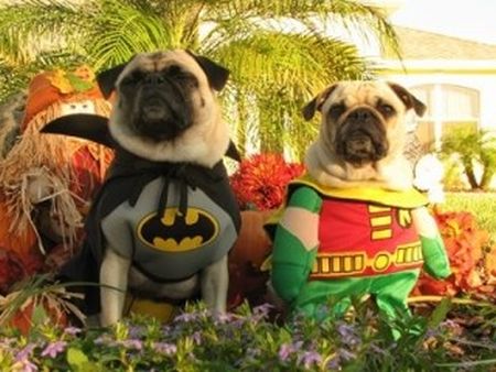 Batman And Robin Pet Costumes