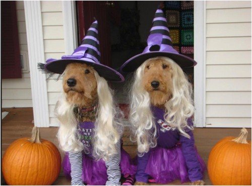 Woofing Witch Halloween Costumes For Dog