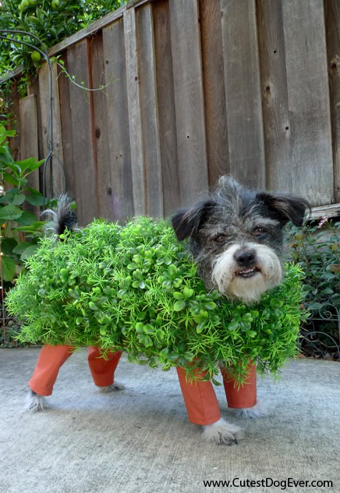 Chia Pet Halloween Costumes For Dog