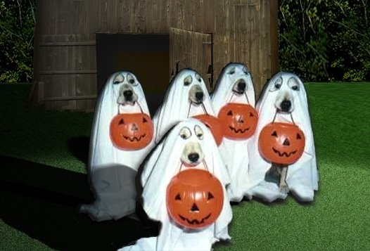 Ghostly Halloween Costumes For Dogs