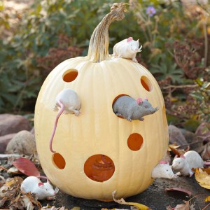Halloween Pumpkin Carving Ideas Inspiration